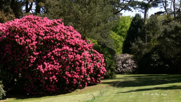 Bois des Moutiers (185) Mai 2012
